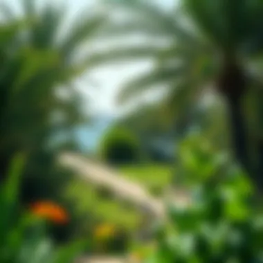 Ecological features of Alnoor Island with diverse flora and fauna